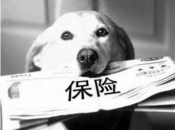 寵物保險怎么挑選？有寵物的你確定不了解一下？
